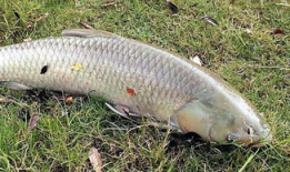 钓草鱼视频,跟随视频学钓鱼