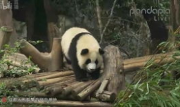 大熊猫视频大全